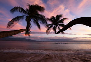 Aloha Vibes