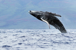 Breach Of A Lifetime