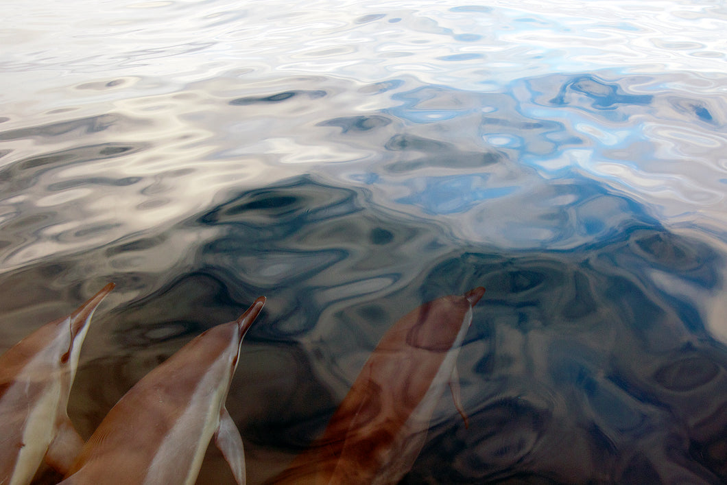 Dolphin Colors