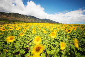 Field Of Dreams