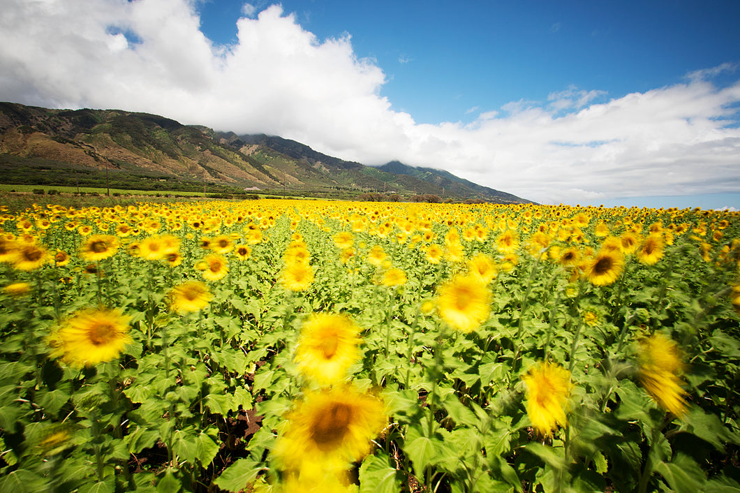 Field Of Dreams