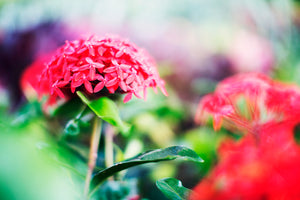 Flower Dream