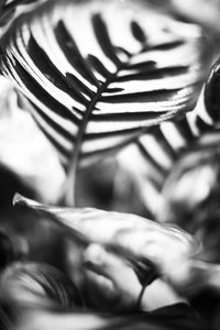 Flower Lines
