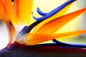 Flower Of Paradise