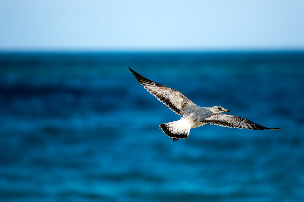 Fly Away