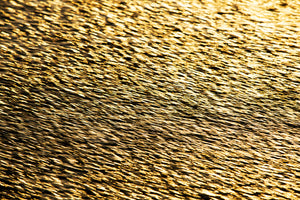 Gold Rush