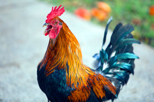 Heihei