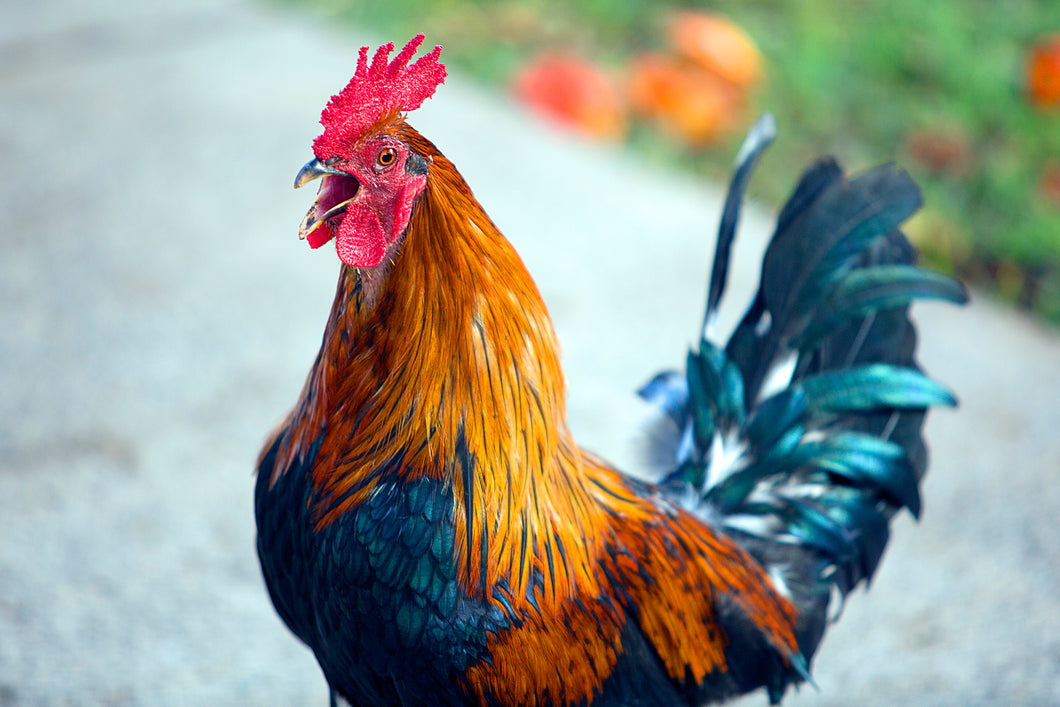 Heihei