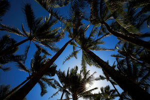 Palm Blues