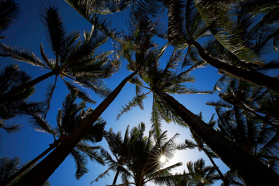 Palm Blues