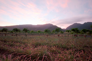 Pineapple Sunset
