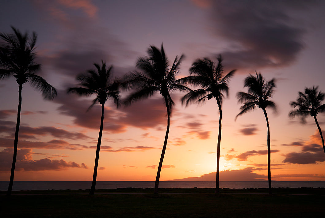 Six Palms