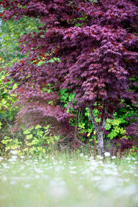 Summer Dream