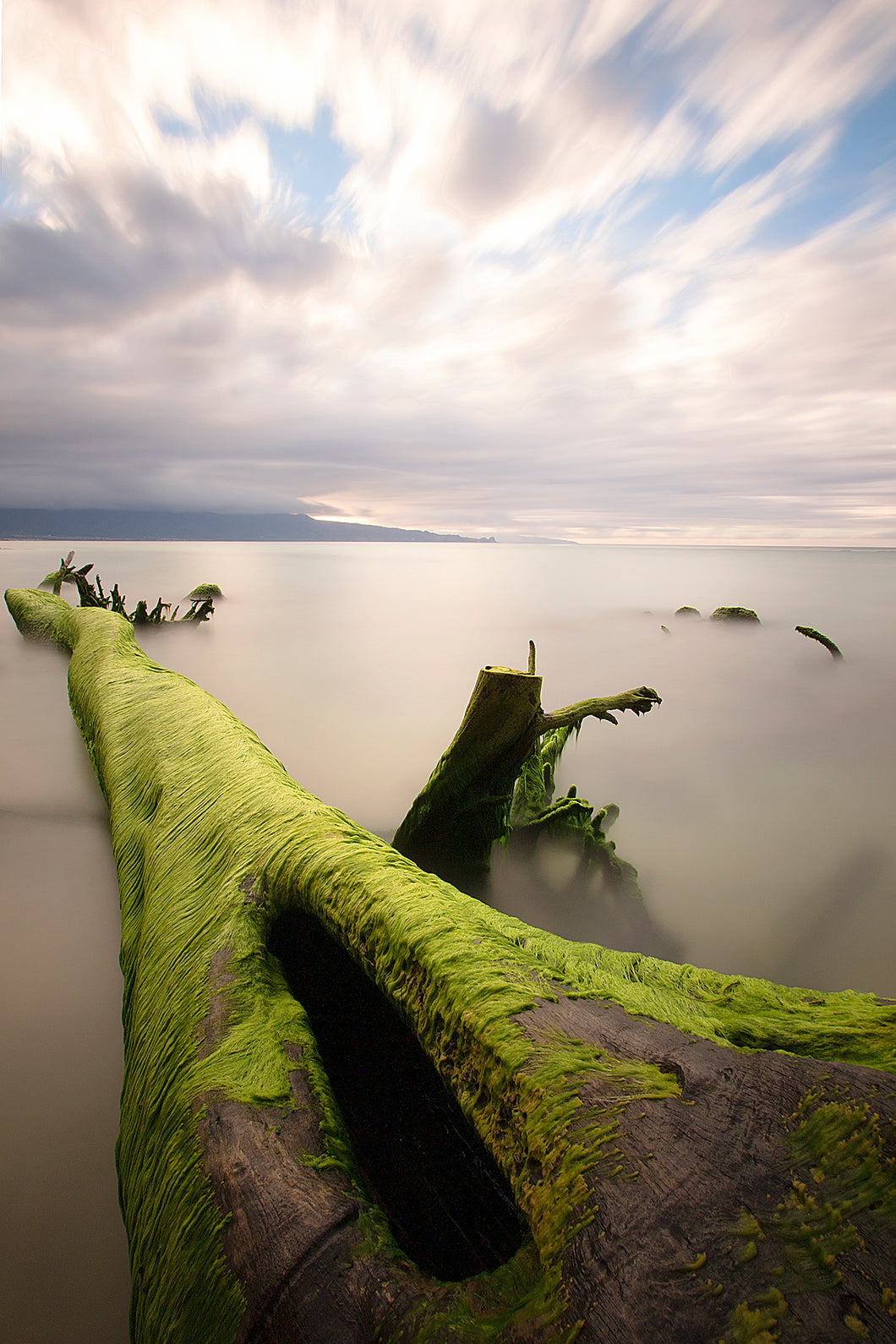 The Green Tree