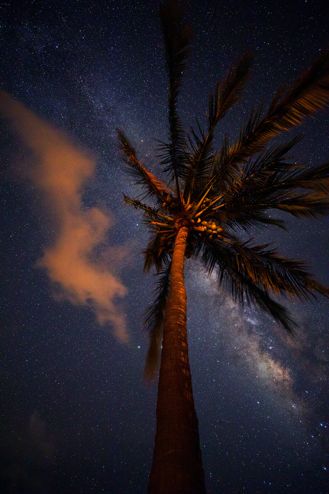 Tropical Nights