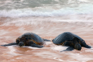 Two Turtle Loves