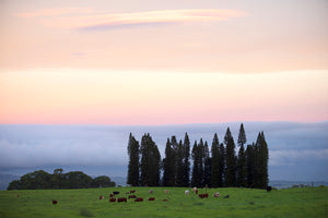 Waking Upcountry